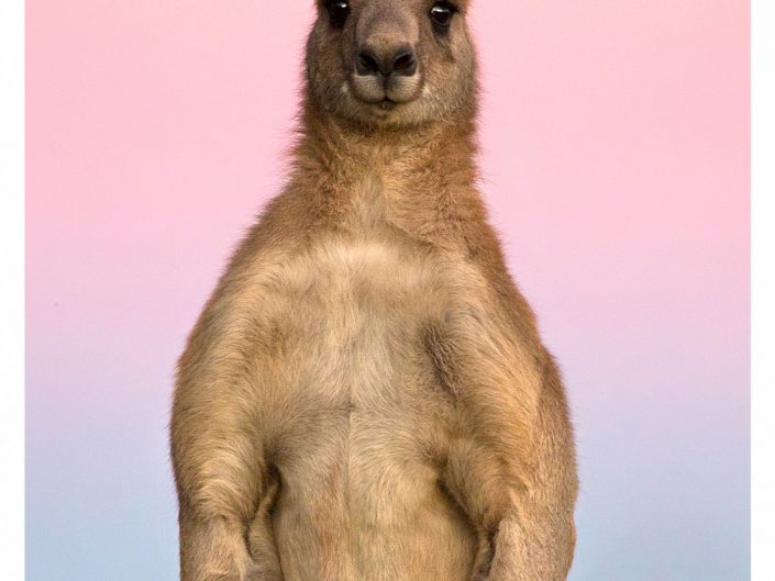 Australian Portraits