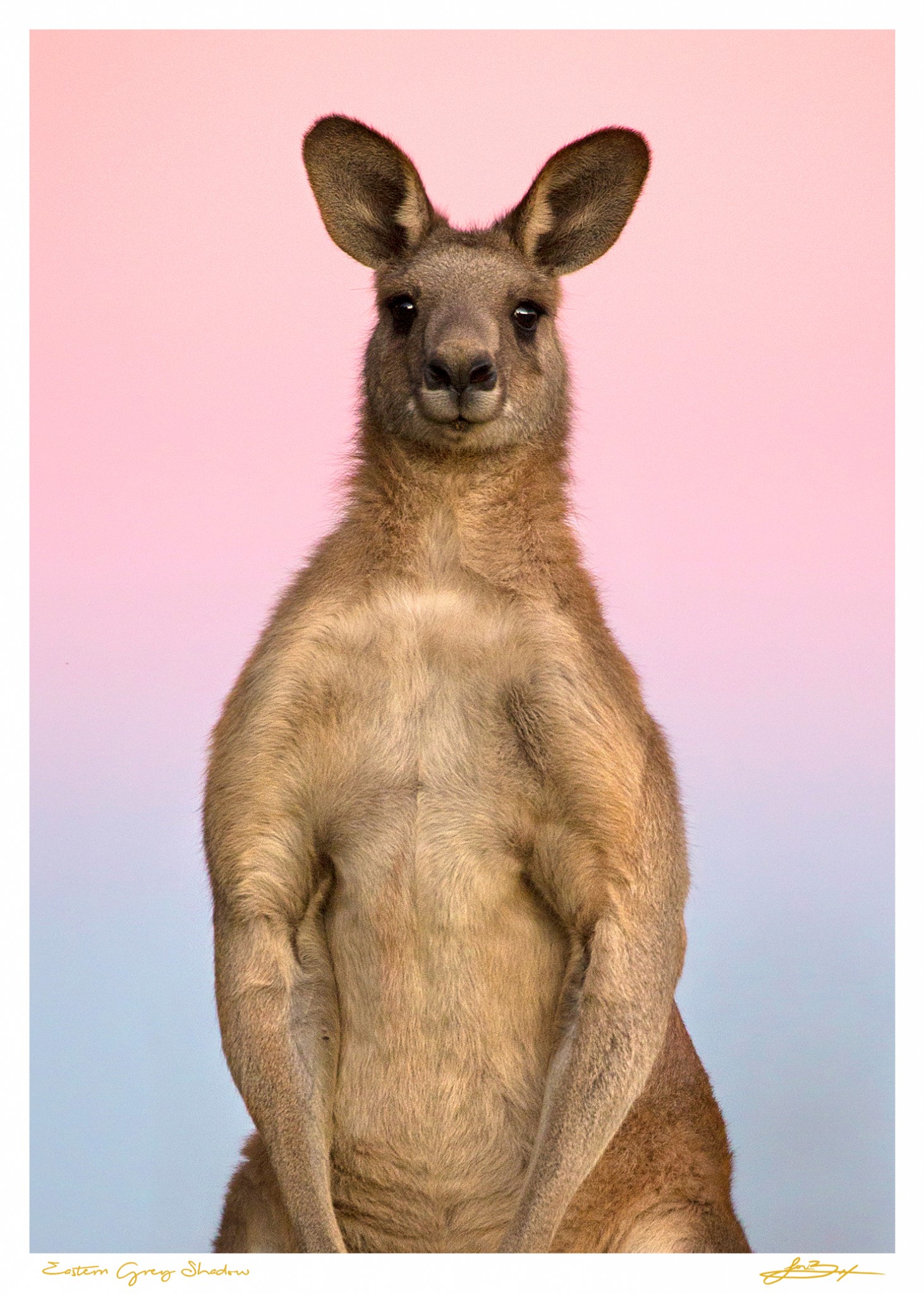 Eastern_Grey_Shadow_5x7